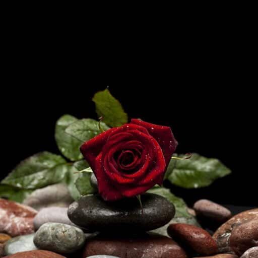 valentines-day-3945534_960_720